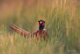 <p>BAŽANT OBECNÝ (Phasianus colchicus) - jižní Morava ---- /Common peansant - Fasan/</p>